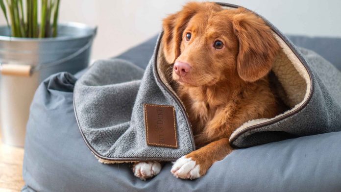 Tips-to-Keep-Your-Pet-Healthy-Happy-and-Warm-on-CivicDaily
