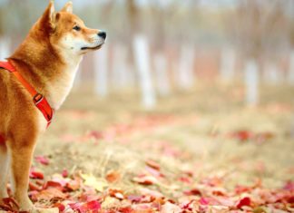 Look-For-Before-Buying-Dog-Training-Collars-&-FAQs-on-CivicDaily