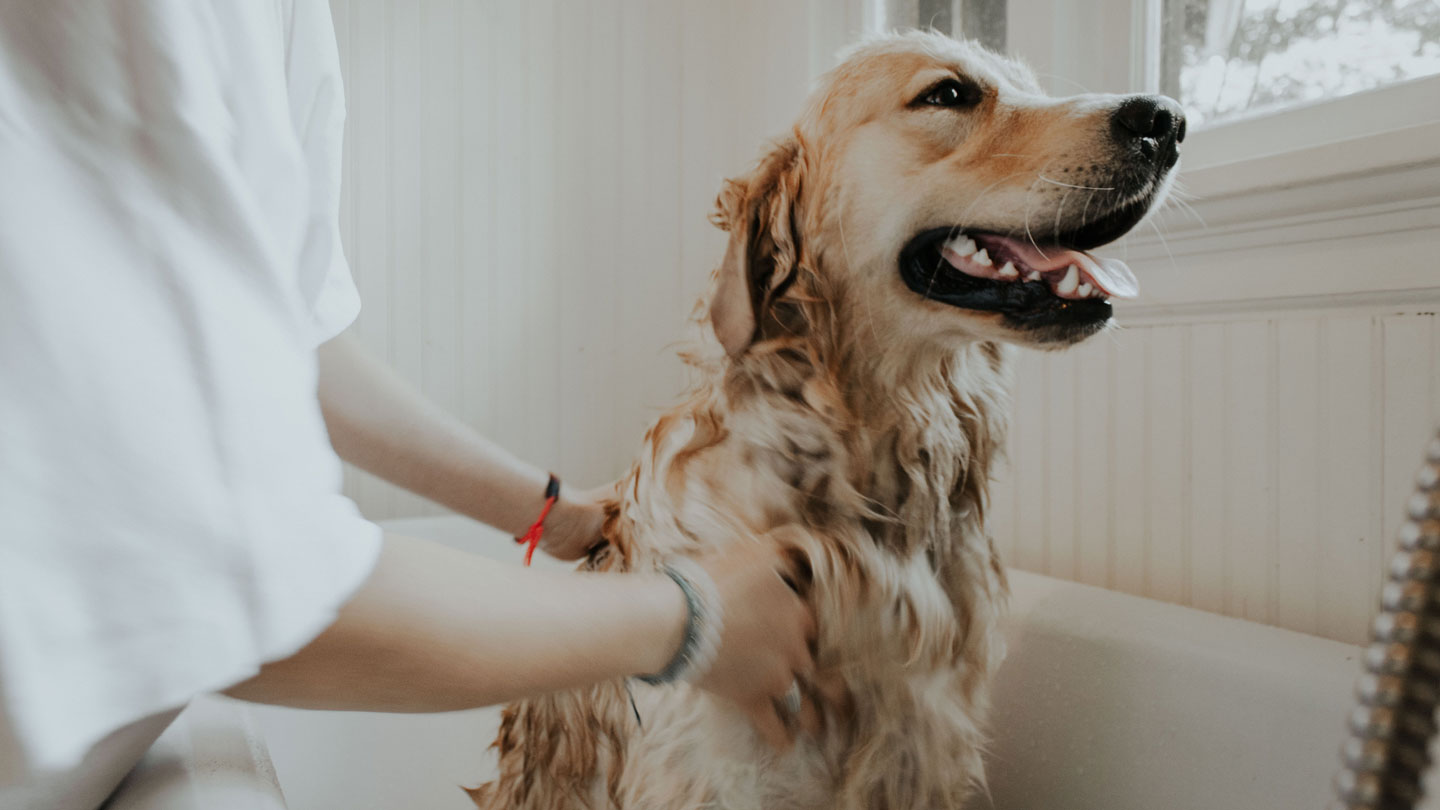 Four Best Cleaning Hacks for Beating Pet Allergies