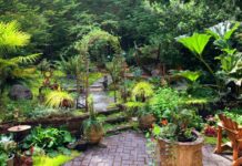 Thankful-Items-of-the-Garden-That-I-Have-This-Year-on-civicdaily
