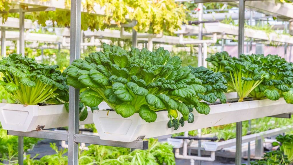 Whispering-Breezes-Hydroponics-Air-Pump-Secrets-Unveiled-on-civicdaily